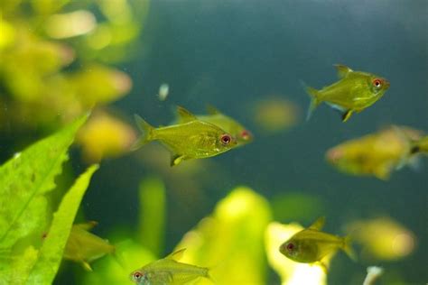 Lemon Tetra Care: Habitat, Diet & Breeding - Keeping Fish