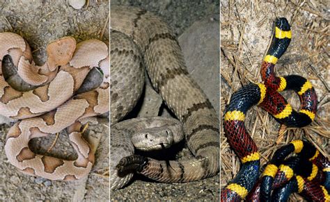 Louisiana man finds six-foot rattlesnake with massive girth on his ...