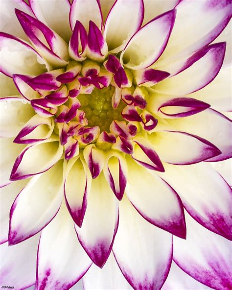 Macro Flower Photography Tip #5 – Mike McRoberts Photography