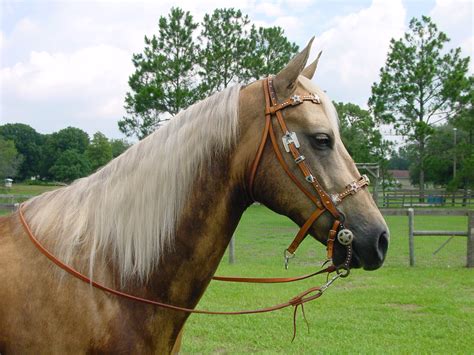 Palomino Horse | Breed Guide | Horsemart