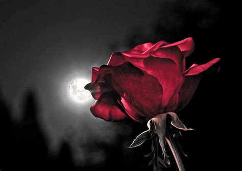 Moon rose, red, moon, rose, night, HD wallpaper | Peakpx