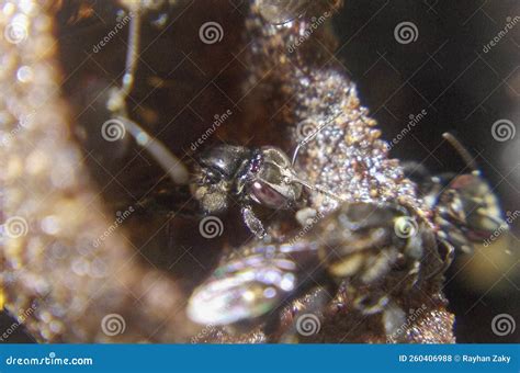 Stingless Bee Worker Activity at Entrance Hive Stock Photo - Image of beehive, closeup: 260406988