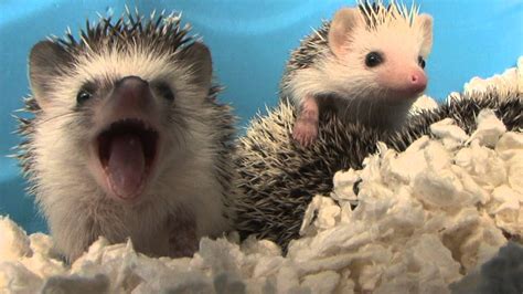 Baby hedgehogs! | HedgehogForums.com