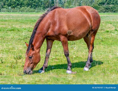 Nice Brown Horse Eating Grass Royalty Free Stock Photography - Image: 26793107