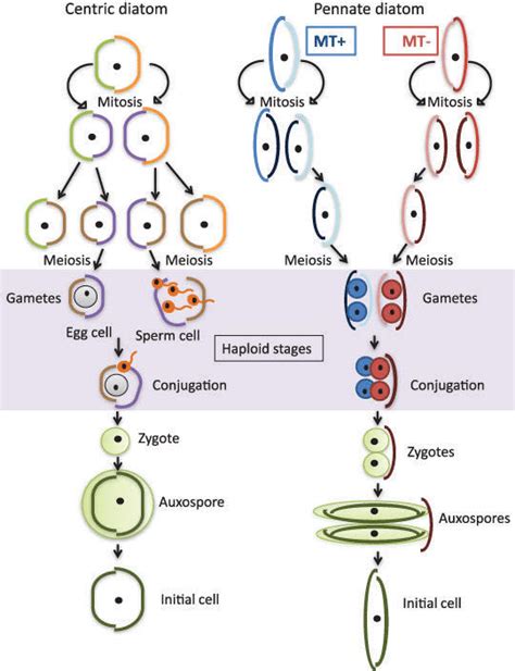 Schematic drawing of the life cycle of a centric (Chaetoceros... | Download Scientific Diagram