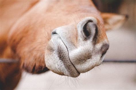 7 Things You Should Know About Horse Teeth – iHeartHorses.com