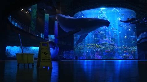 Finding Dory, Pixar Animation Studios, Disney Pixar, Movies, Animated movies HD Wallpapers ...