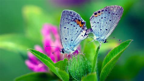 🔥 [40+] Spring Butterfly Wallpapers Desktop | WallpaperSafari