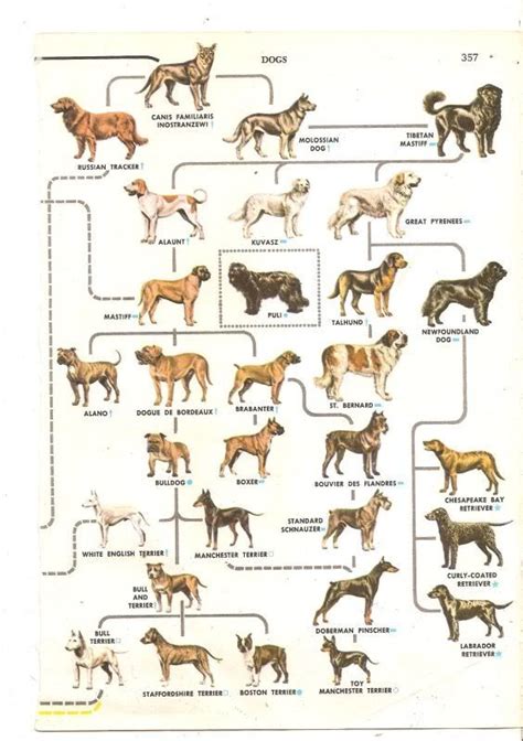 pitbull family tree - Pitbulls : Go Pitbull Dog Forums | Dog breeds ...