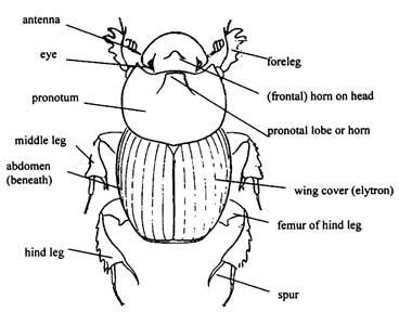 Morphological Features - The Dung Beetle: they don't stink