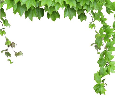 Vine Computer file - Leaves and vines png download - 986*890 - Free ...