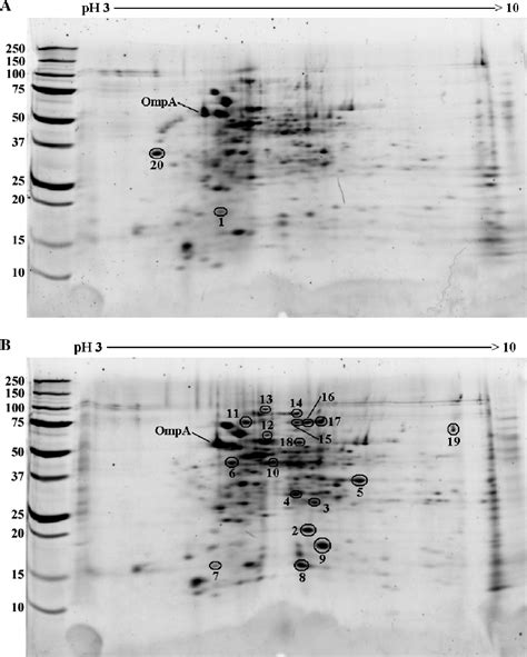 Figure 4 from Diseases of Aquatic Organisms Dis Aquat Org Proteomic Analysis of Flavobacterium ...