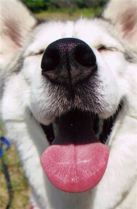 Husky smile....the silliest and sweetest dogs Cute Husky, Husky Puppy, Husky Dogs, Pet Dogs ...