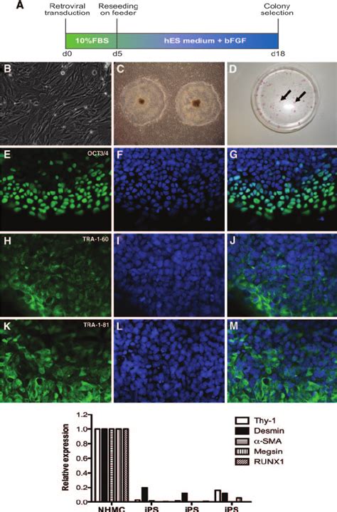 Kidney mesangial cell-derived iPS cells express stem cell markers. (A)... | Download Scientific ...