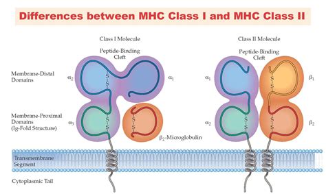 MHC Class I vs. MHC Class II Protein • Microbe Online