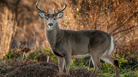 Coronavirus is spreading in deer. Will it slow human immunity?