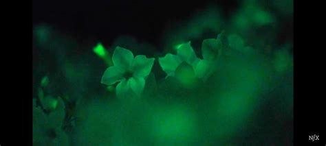 Glow In The Dark Houseplants Are At Our Doorsteps