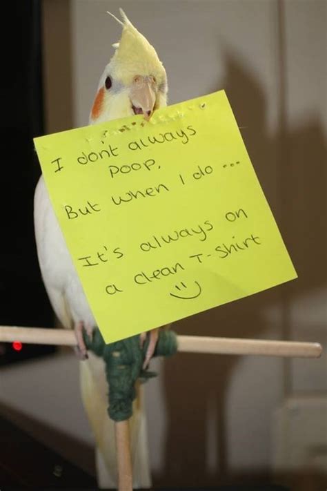 These Birds Have No Shame... So Their Owners Do It For Them | Funny bird pictures, Funny birds ...