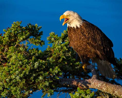 Explore Kodiak Island | Kodiak, Alaska | Galley Gourmet