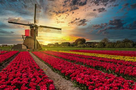 Windmill HD, Field, Flower, Tulip, Netherlands, HD Wallpaper | Rare Gallery