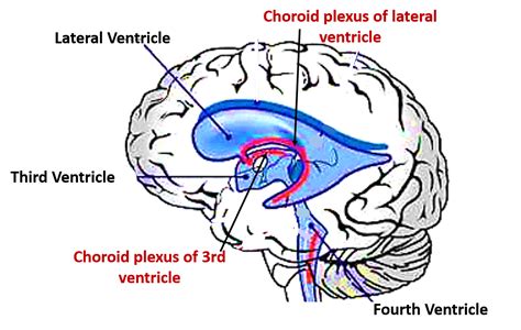 Lateral Ventricle - Anatomy QA