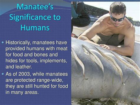 Has A Manatee Ever Attacked A Human? – Road Topic