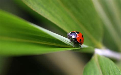 HD Ladybug on plant Wallpaper | Download Free - 144061