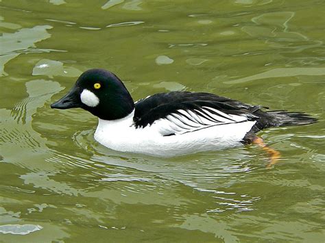 Animal Pictures: Common Goldeneye Duck