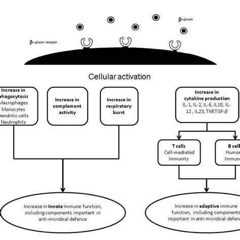 1 Schematic representation of the structure of murine dectin-1 ...