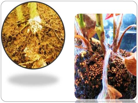 Sclerotium rolfsii