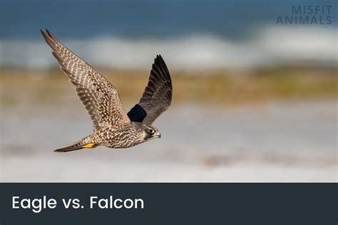 Eagle Vs. Falcon: The Main Differences & Similarities