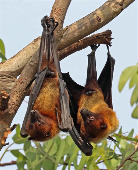 Nipah virus transmission, outbreak, symptoms, diagnosis & treatment