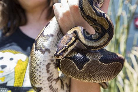 Nanny Surprised by 5-Foot-Long Python Snake Napping in Kitchen - Newsweek