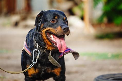 Rottweiler Temperament & Personality Traits | Canna-Pet®