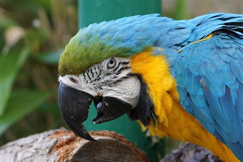 Macaw Parrot | I love watching the parrots at Longleat.The p… | Flickr