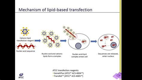 Lipid Transfection Explained - YouTube