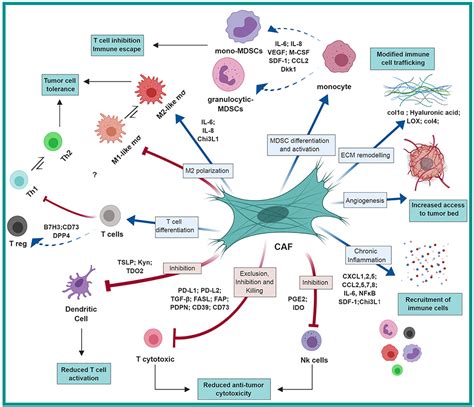 Frontiers | The Dark Side of Fibroblasts: Cancer-Associated Fibroblasts ...