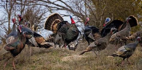 Turkey Season Starts as Scheduled; Lakes and Rivers to Remain Open – Lexington Progress