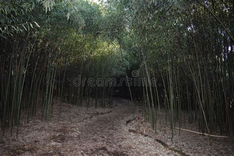 Bamboo Forest in Rutgers Gardens -01 Stock Image - Image of brunswick ...