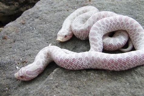 28 best images about Western Hognose snake!! on Pinterest | Westerns ...