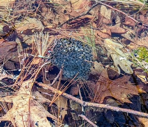 Wood frog eggs in a vernal pool - Watching for WildflowersWatching for ...