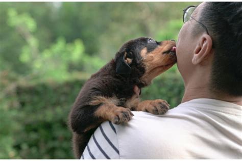 Why Does a Dog Lick Your Face? 7 Reasons You Might Not Know I Dog Snobs