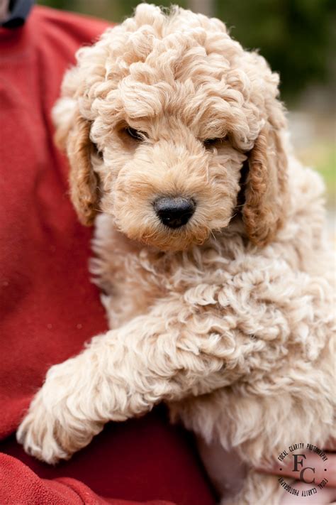 Apricot Labradoodle | Trail's End Labradoodles