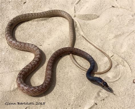 The Coachwhip Snake, Masticophis flagellum - DesertUSA