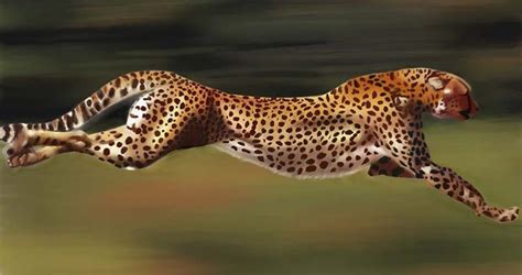 Cheetah - (Information + Facts) - Science4Fun