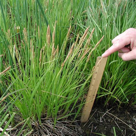 Carex aquatilis – Water sedge, leafy tussock, Sitka sedge - High Desert ...