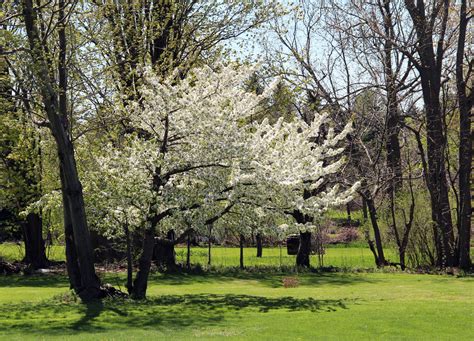 Trees In Spring Free Stock Photo - Public Domain Pictures