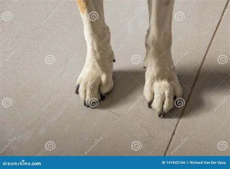 The Front Legs and Paws of a White Dog Stock Photo - Image of tiled ...