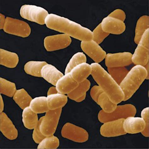 Lactobacillus Helveticus