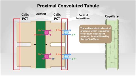 Countercurrent Multiplier Cortical Interstitial Osmotic Gradient - YouTube